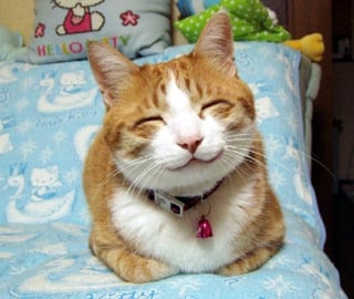 When providing customer support, imagine yourself as a happy cat, with a HUGE smile.