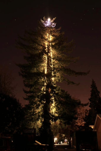 Redwood_with_lights.png