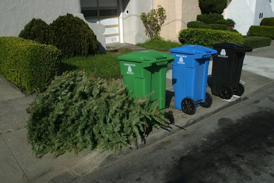 Tree In Garbage.jpg